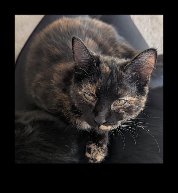 Obituary for Kitten: Snickers, "Nixy"